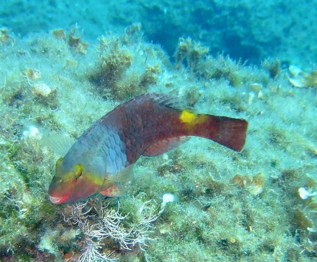 wh Mediterranean Parrotfish