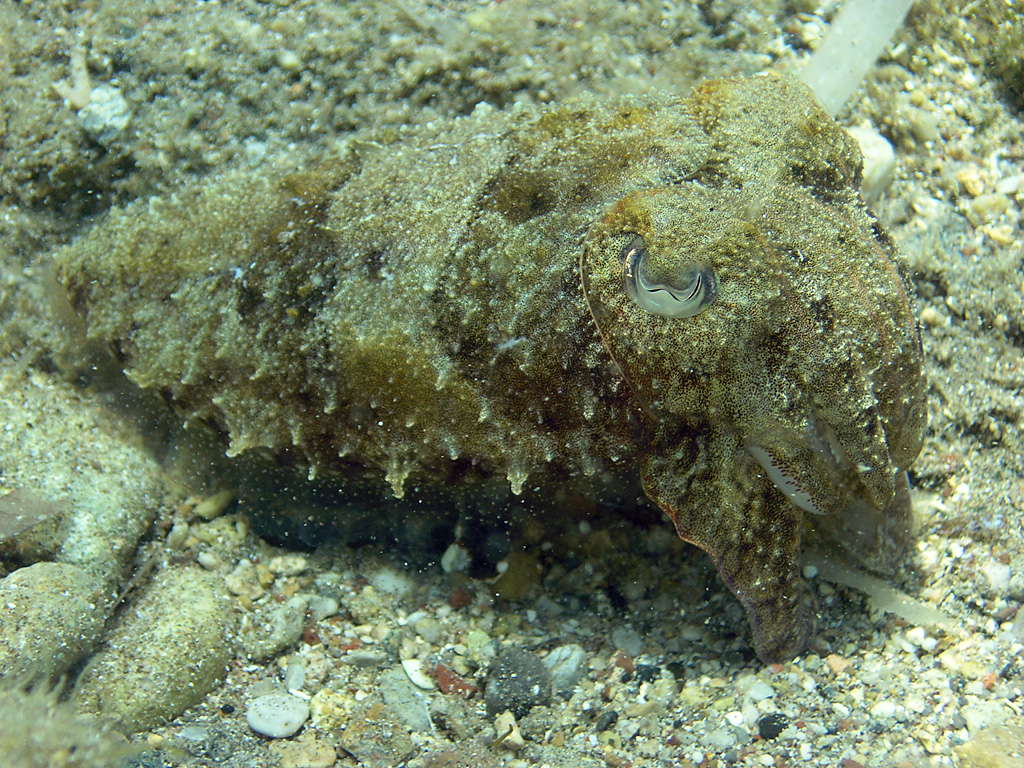 wh common cuttlefish
