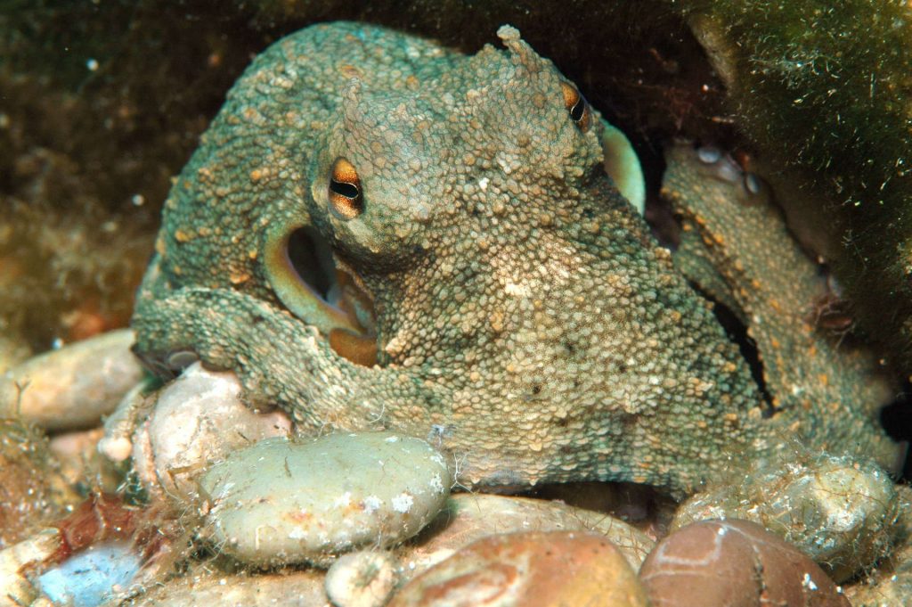 wh common octopus