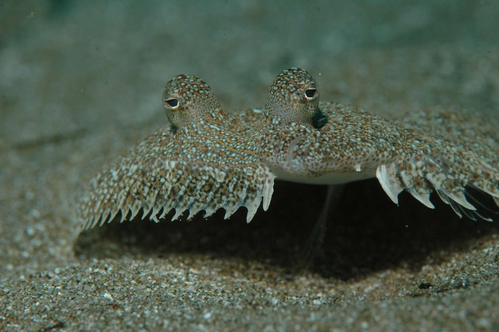 wide-eyed flounder